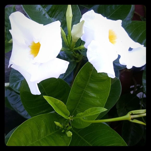 Meet your Posher, Richelle - Picture 1 of 1